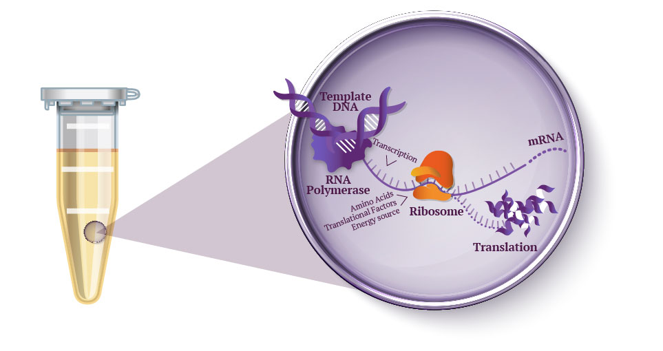 Scema Principe General Cell-Free Etape2