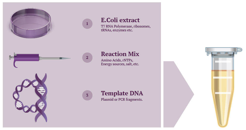 Schema-Principe-General-Cell-Free-Etape1 Schema-Principe-General-Cell-Free-Etape1