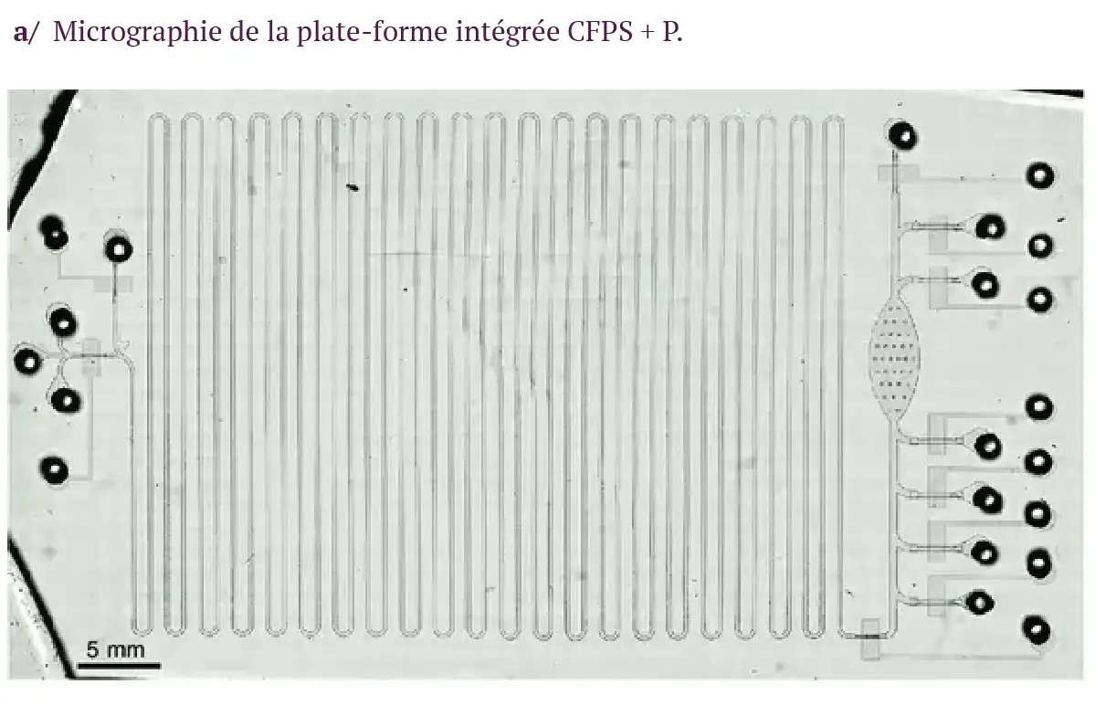 Figure 1 - Système intégré pour la synthèse et la purification de protéines acellulaires-a Figure 1 - Système intégré pour la synthèse et la purification de protéines acellulaires-a