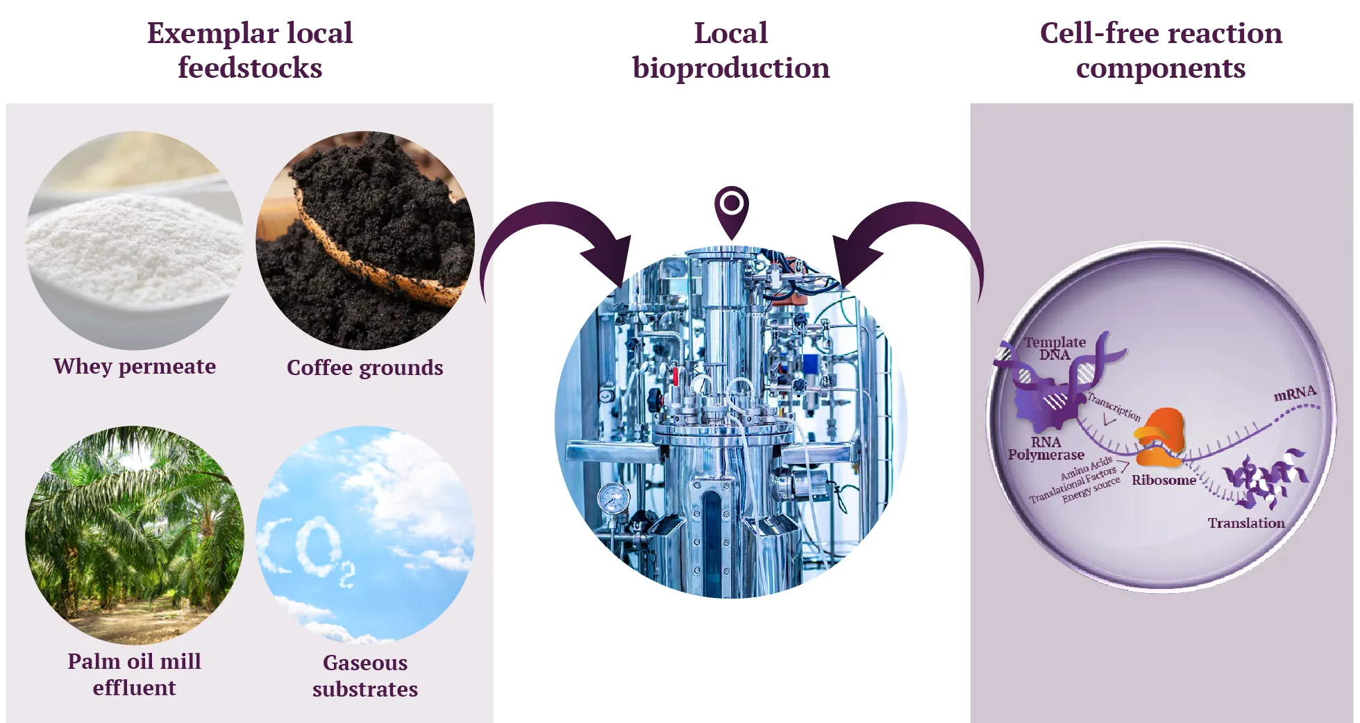 Bioeconomie - Figure2-EN Sustainable bioproduction of acellular biological materials - Synthelis Biotech