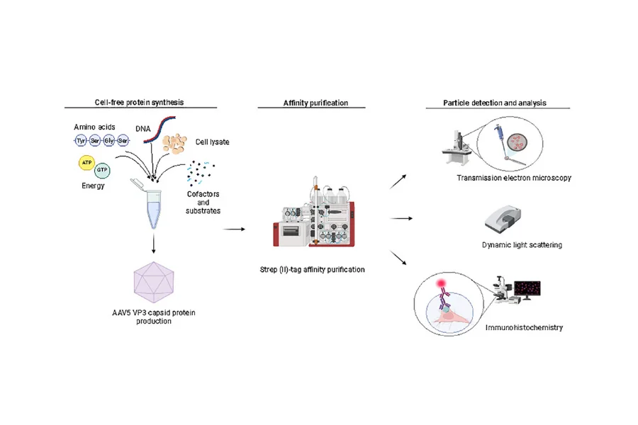 Cell-free production, purification and characterization of recombinant AAV5 VP3 VLPs - Synthelis Biotech Cell-free production, purification and characterization of recombinant AAV5 VP3 VLPs- Synthelis Biotech