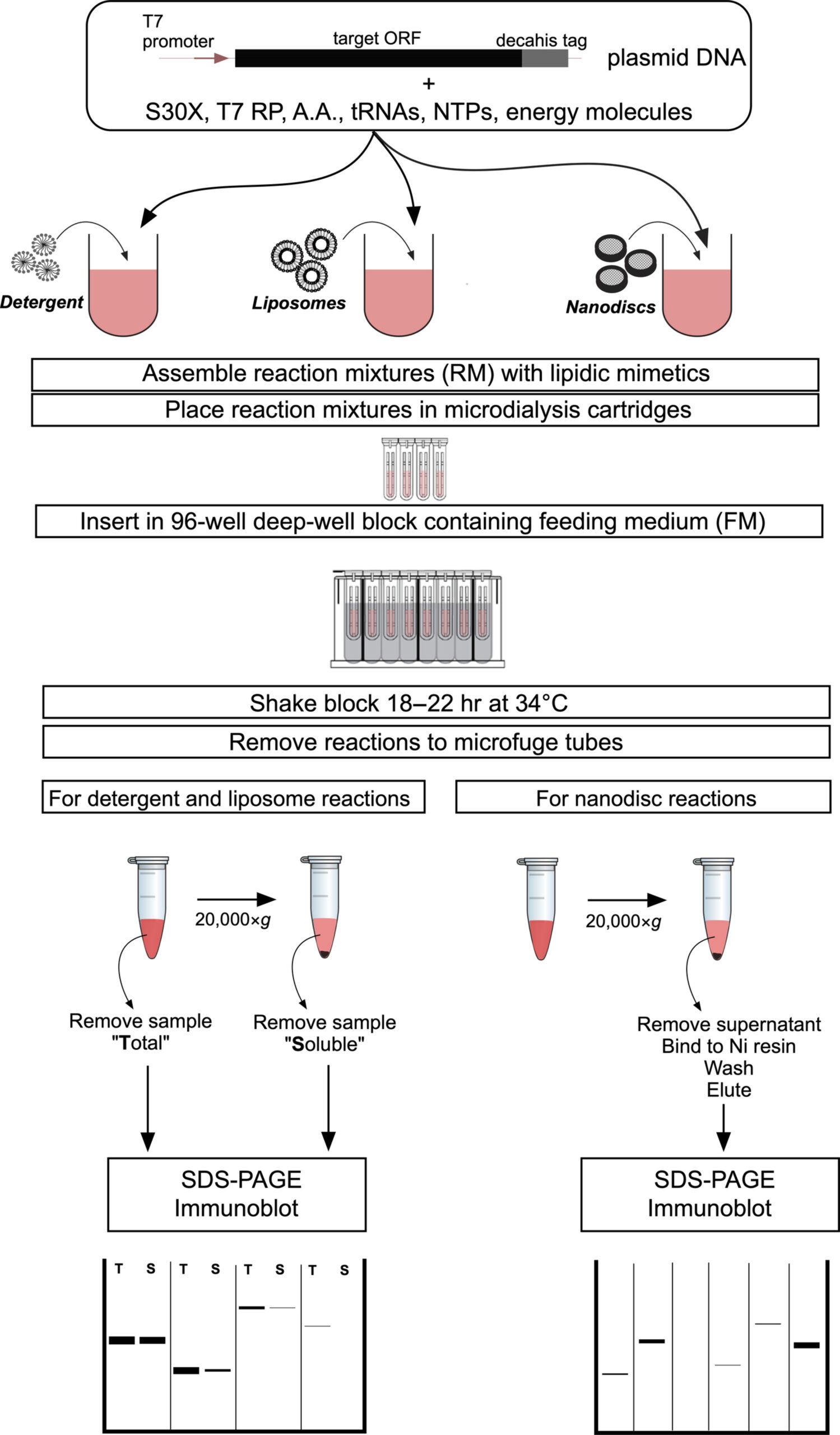 HTS CFPS Synthelis Biotech Workflow for high-throughput cell-free screening of eukaryotic membrane proteins.Synthelis Biotech