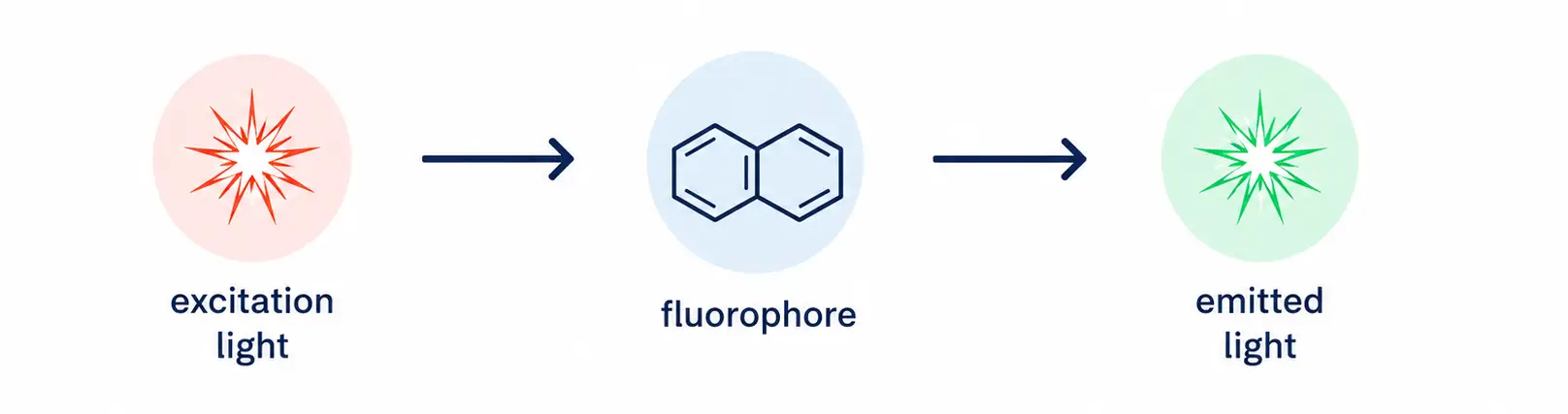 Figure 1 : Basic scheme of fluorescence. In fluorescence, the excitation of a molecule (fluorophore) results from light irradiation
