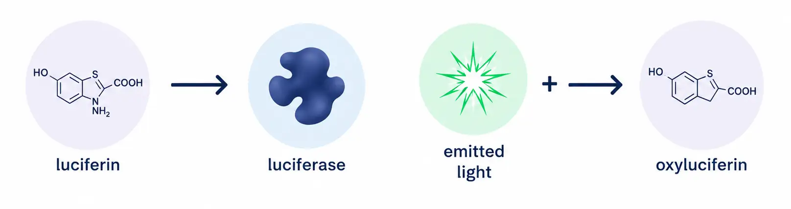 Figure 2 : Basic scheme of fluorescence