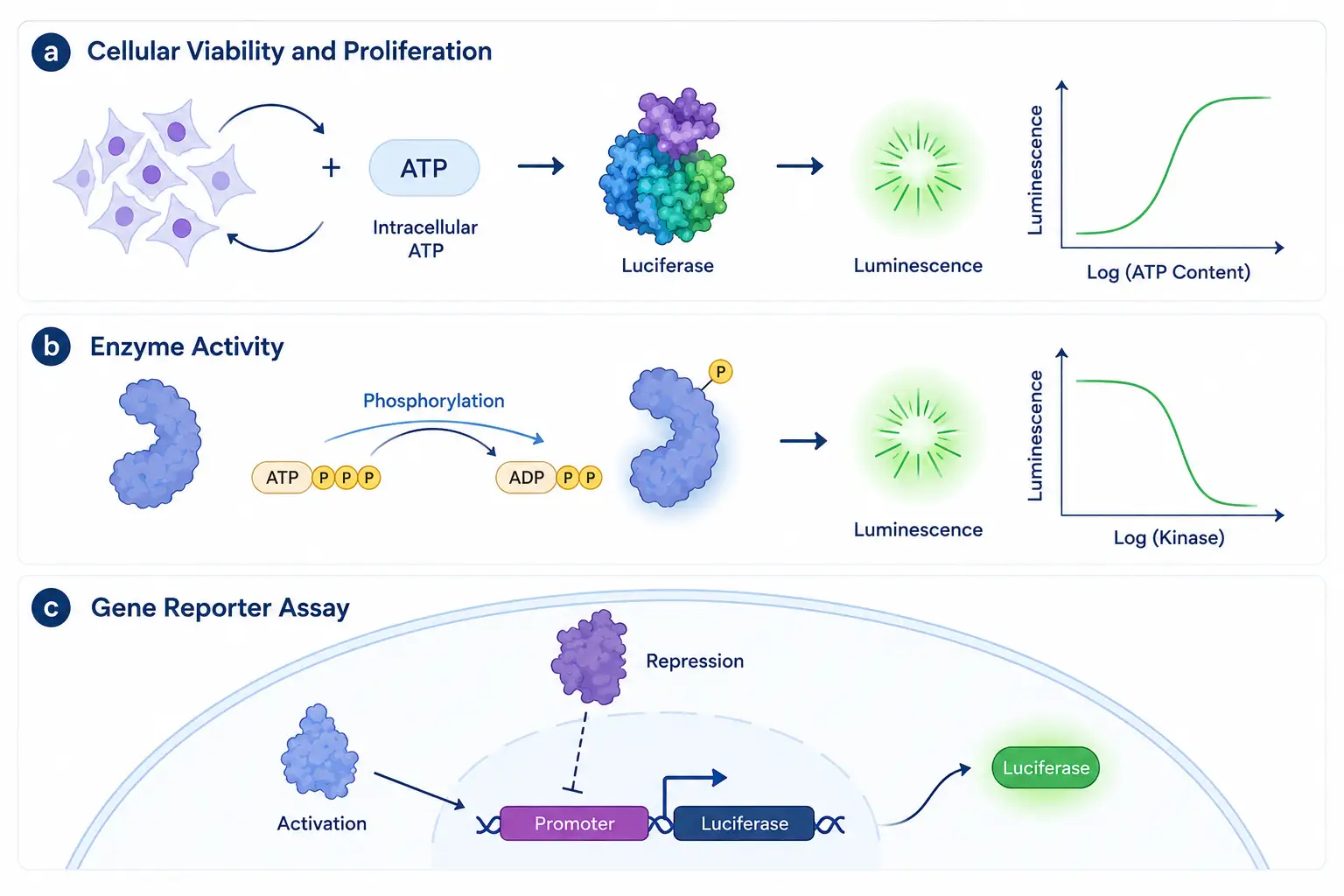 Figure 4 – Schematic representation of several luminescent-based assays