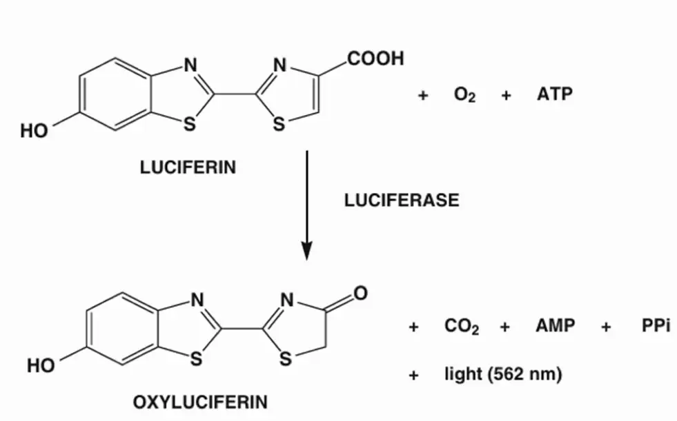 Figure 3 : Schematic representation of the oxidation of luciferin to oxyluciferin, catalysed by luciferase