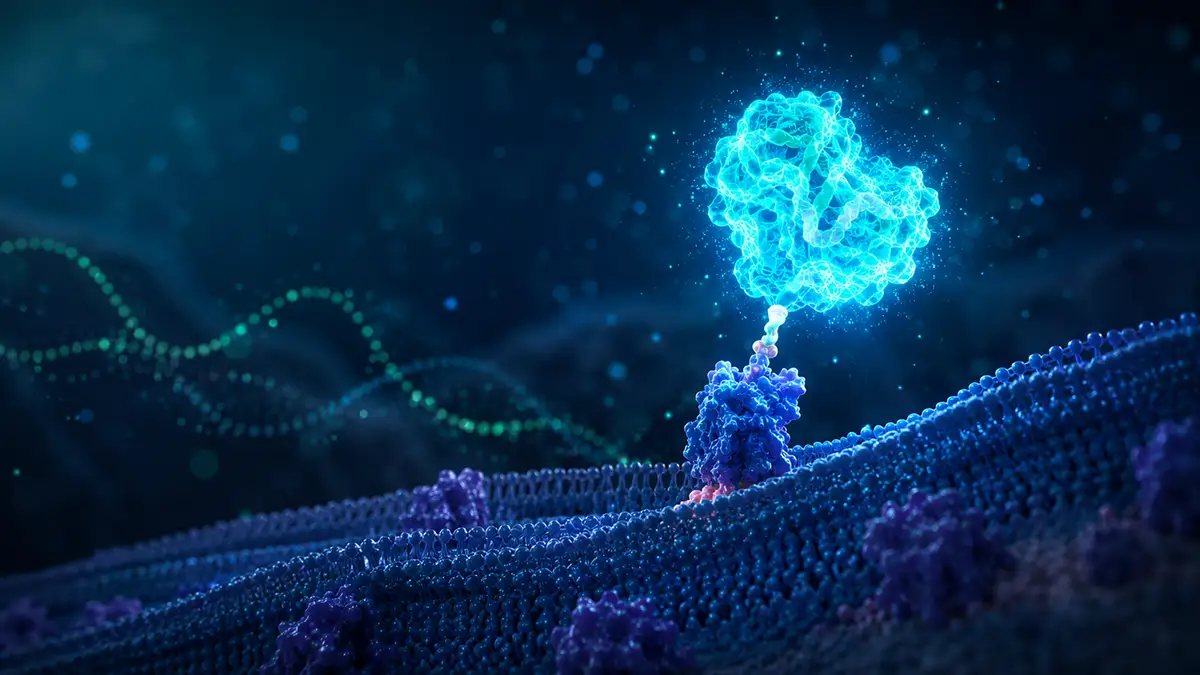 3D visualization of a bioluminescent protein complex used in cell-based assays and biotechnology.